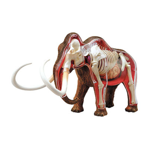 Wooly Mammoth Anatomy Model